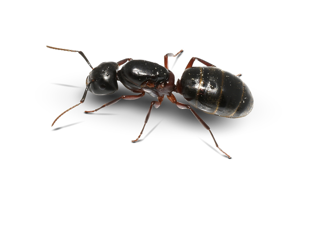 Carpenter ant