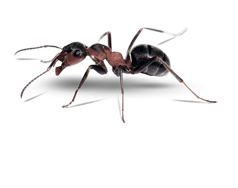 Pavement ant