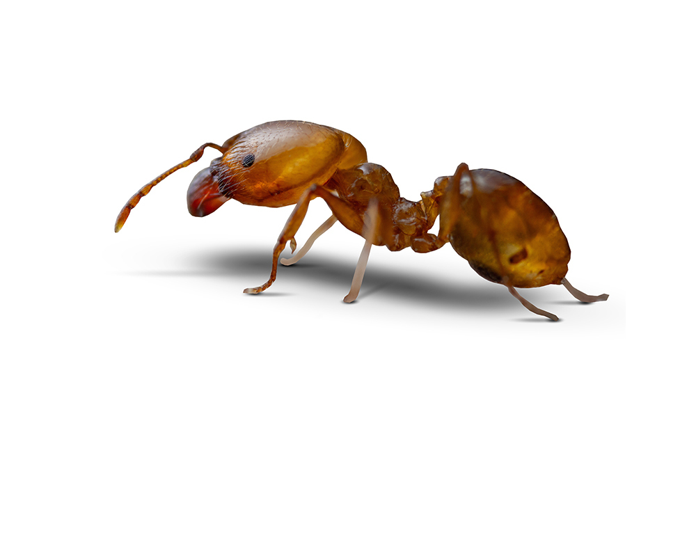 Pharaoh ant