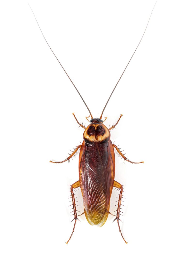 High view of a American cockroach, Periplaneta americana, isolated on white