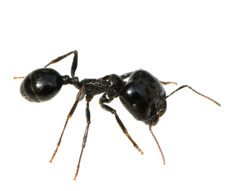 black ant