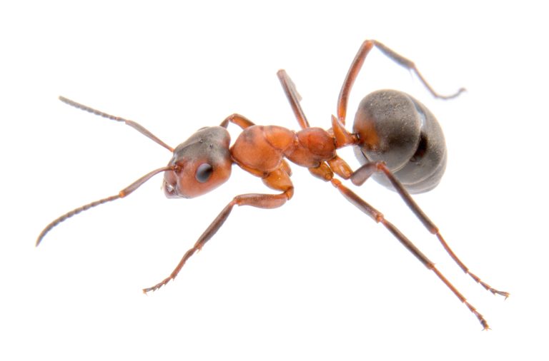 Brown ant on a white background