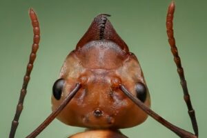 head of an ant
