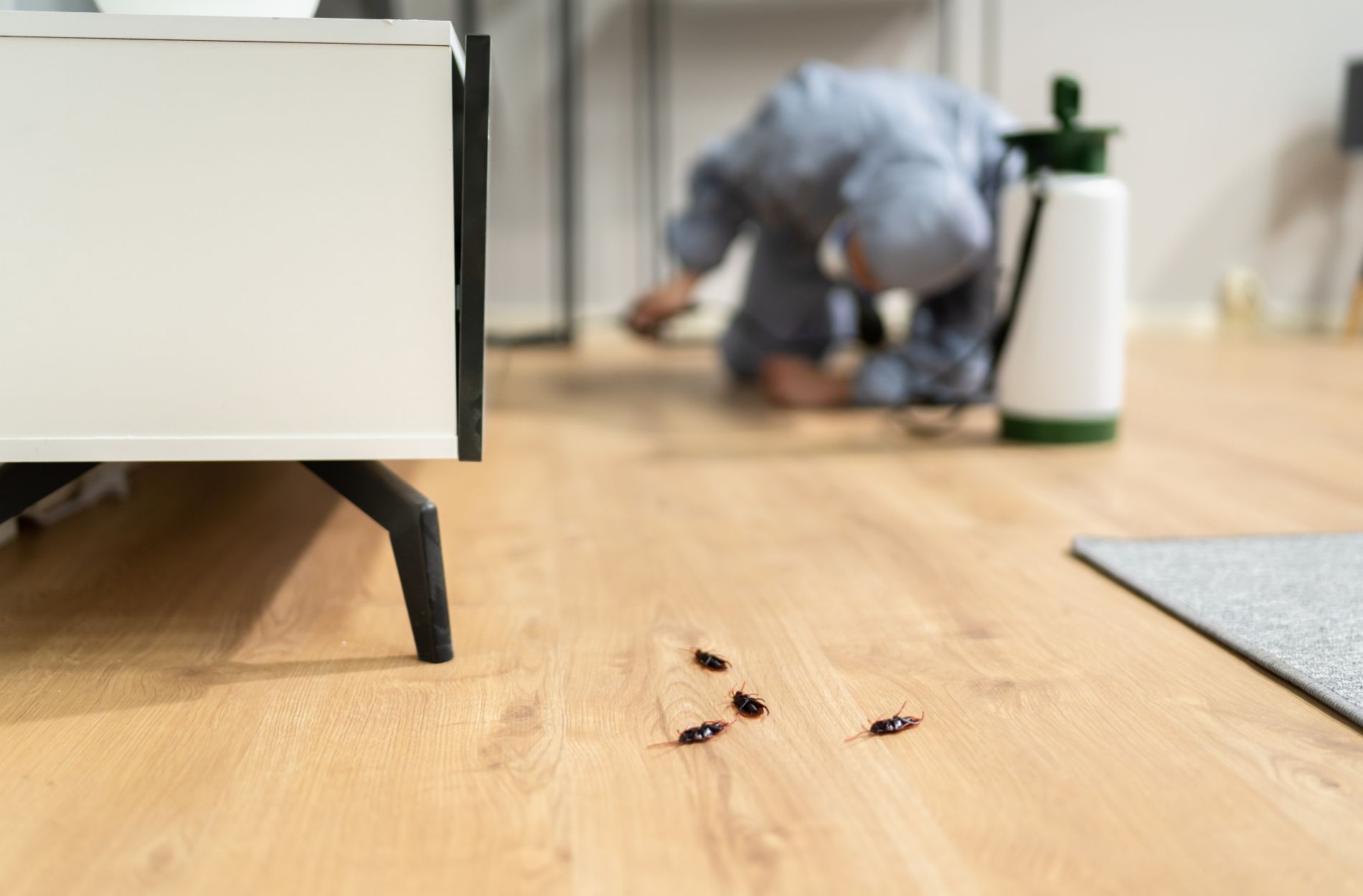 Why You Should Avoid DIY Extermination for Severe Pest Problems