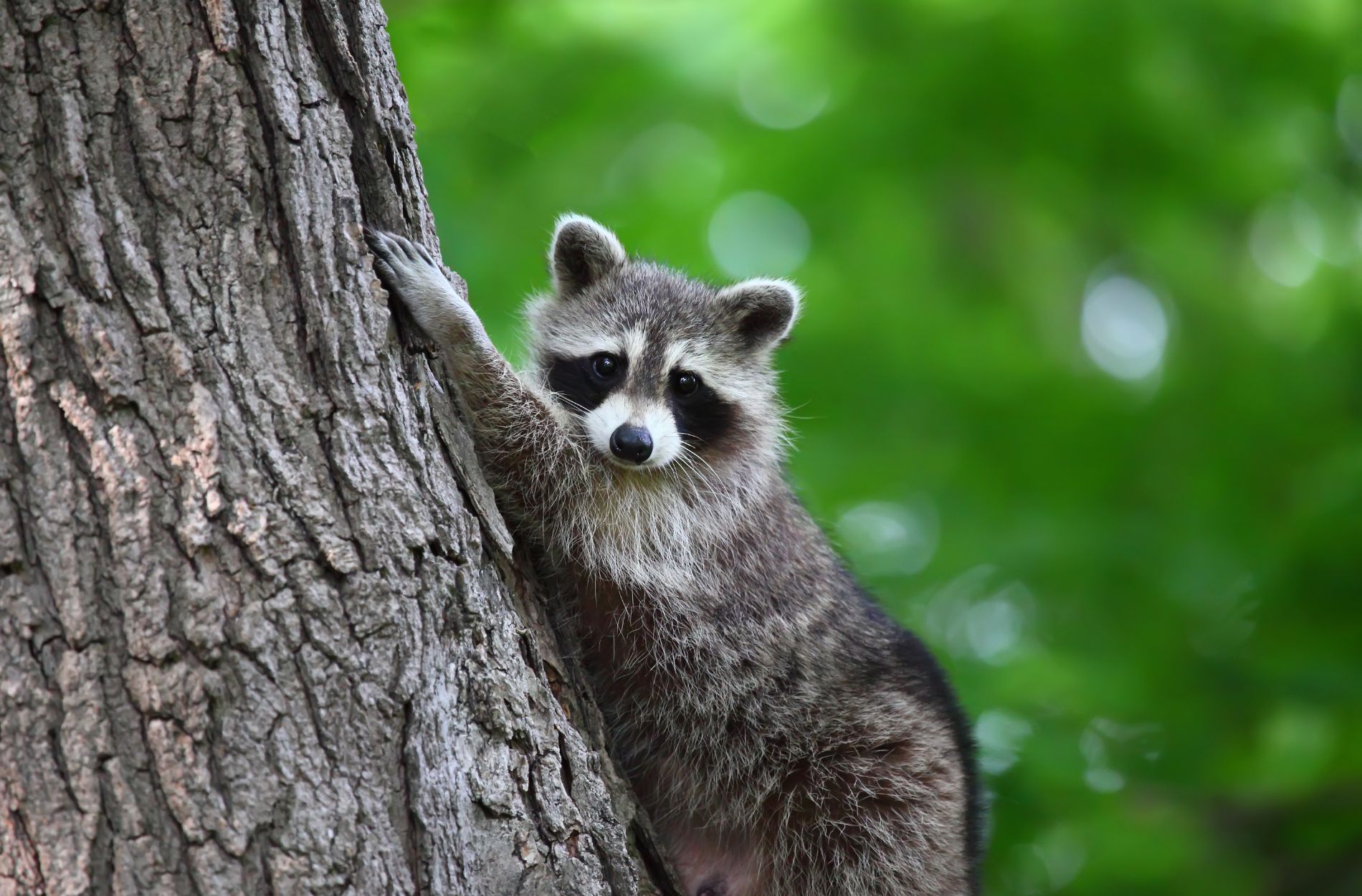 Raccoon Problems in Residential Areas: How to Safeguard Your Home in Toronto GTA and Ottawa NCR