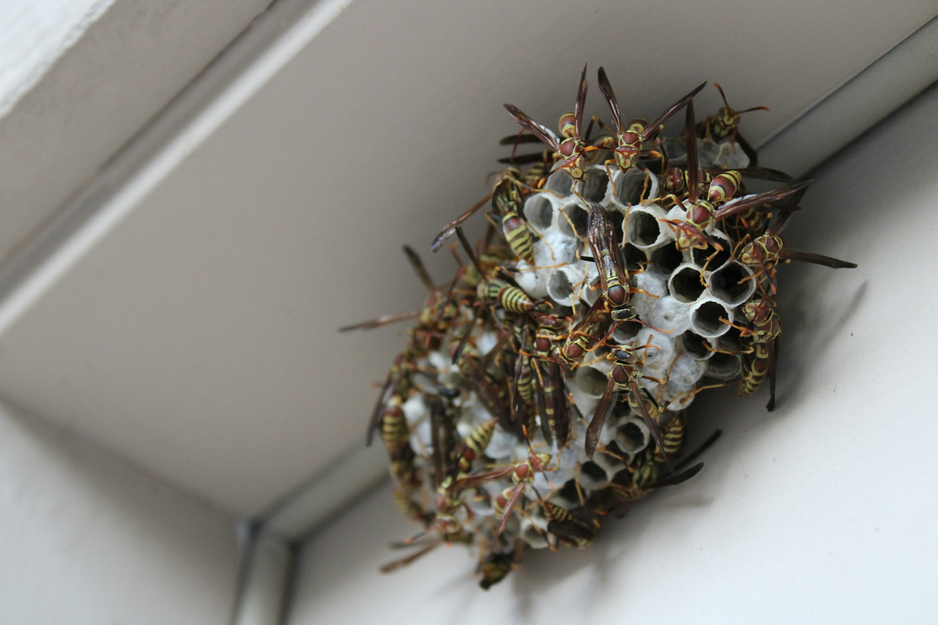 Dealing with a Wasp Nest? Here Are Your Options