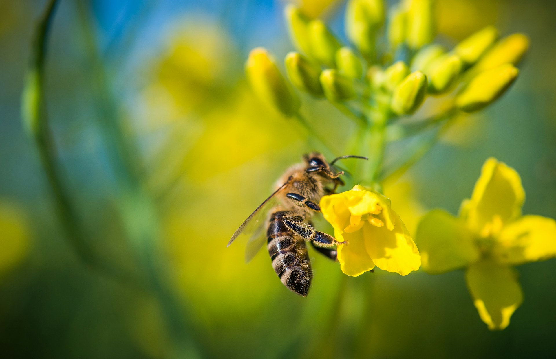 Protecting Your Ottawa Business from Summer Pest Invasions