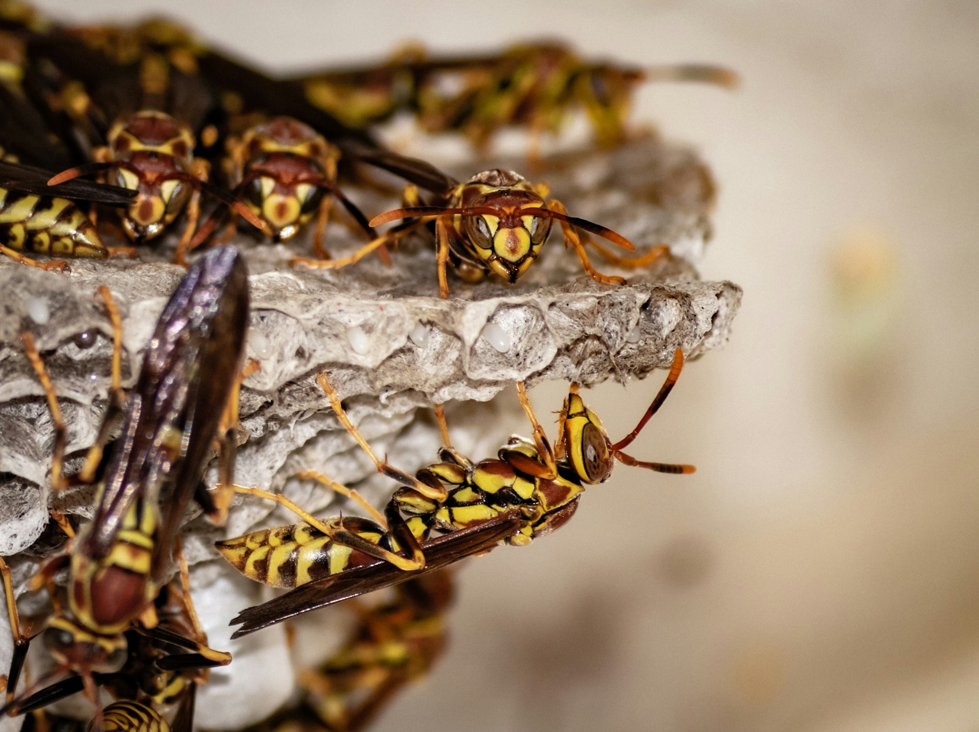 Where Do Wasps Build Their Nests in Ottawa Properties?