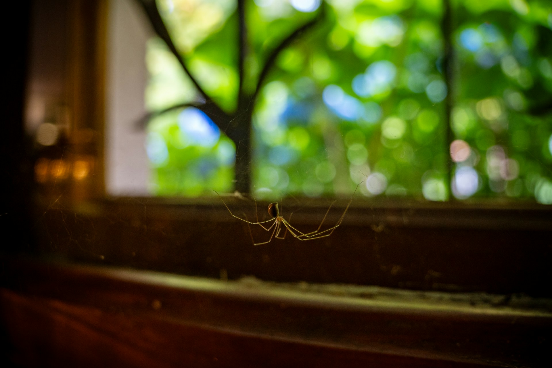 House Spiders Vs Dangerous Spiders In Ottawa: Know The Difference