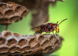 wasp nest