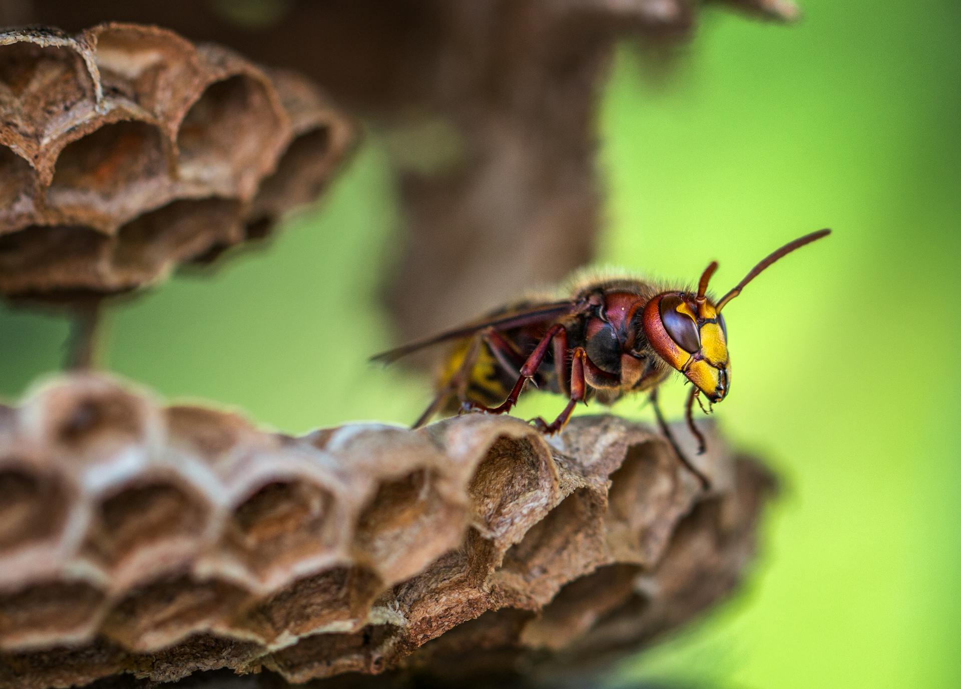 Removing Wasp Nests From Hard-To-Reach Places In Ottawa