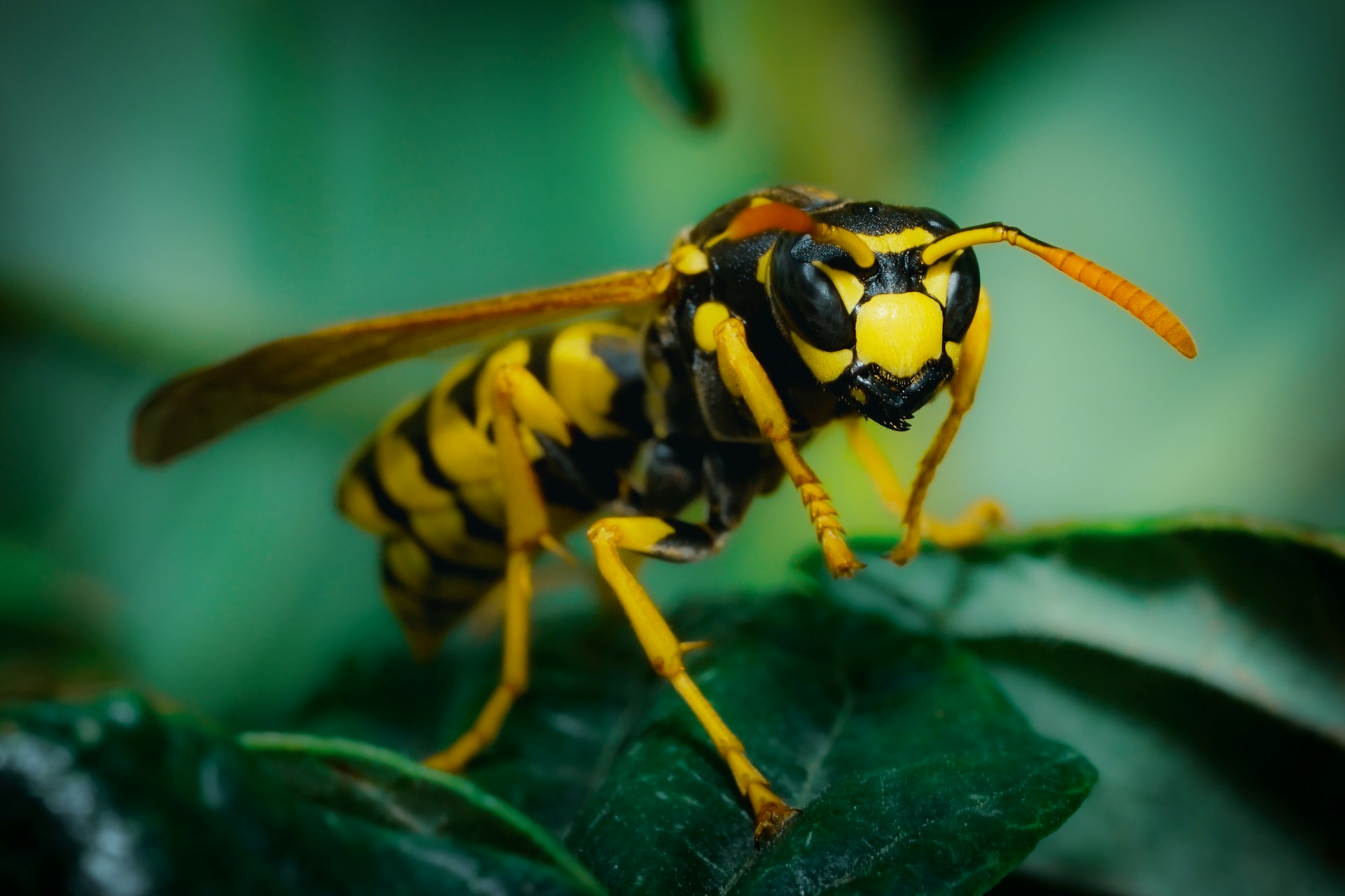 How To Spot the First Signs of Wasp Activity in Ottawa Yards