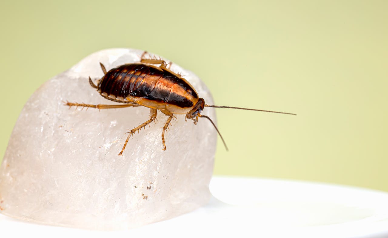Solutions That Work for Cockroach Extermination in Ottawa Homes