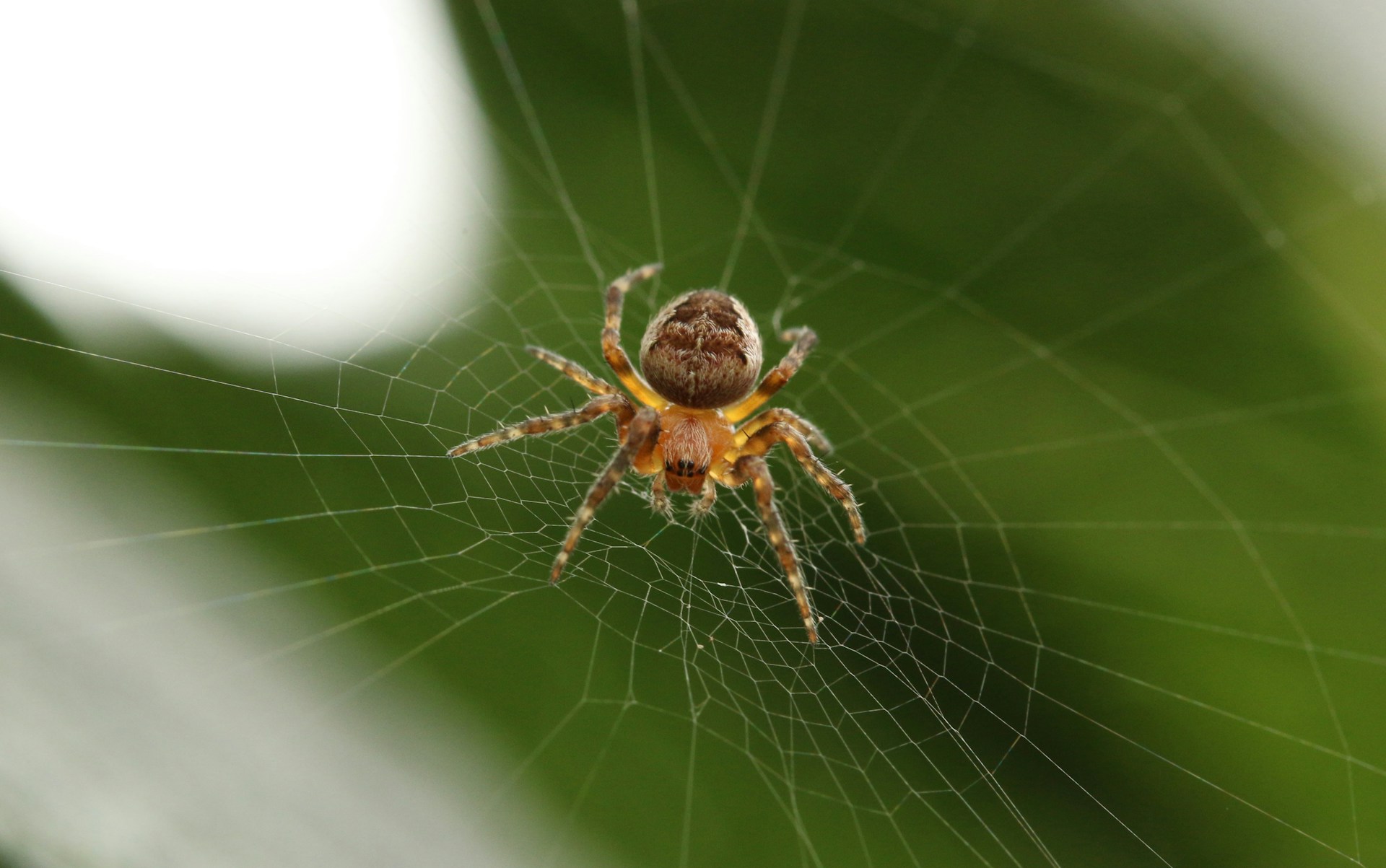 Is Summer a Bad Time for Spider Control in Ottawa?