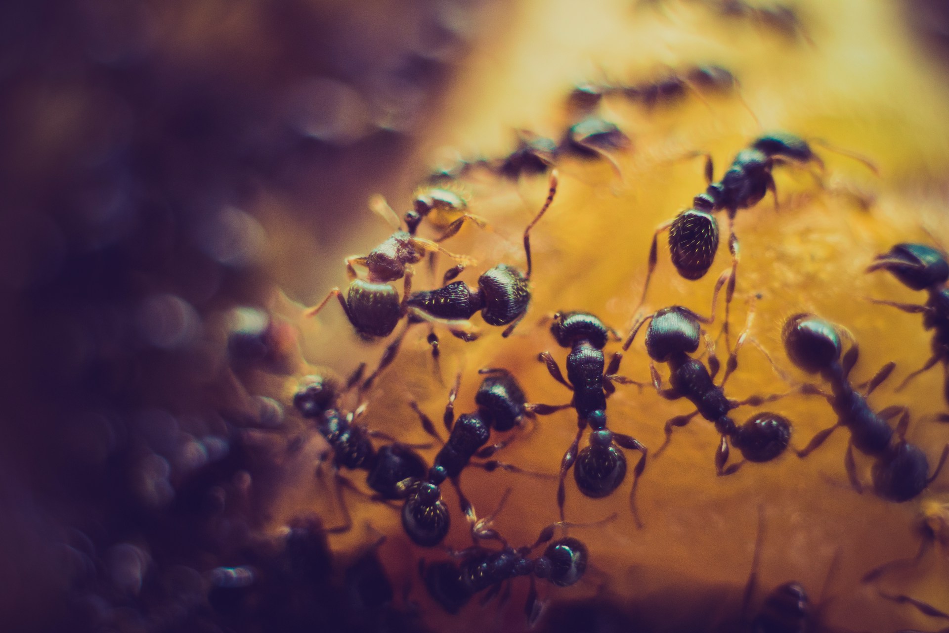 How Ant Extermination in Ottawa Works After Nesting Starts