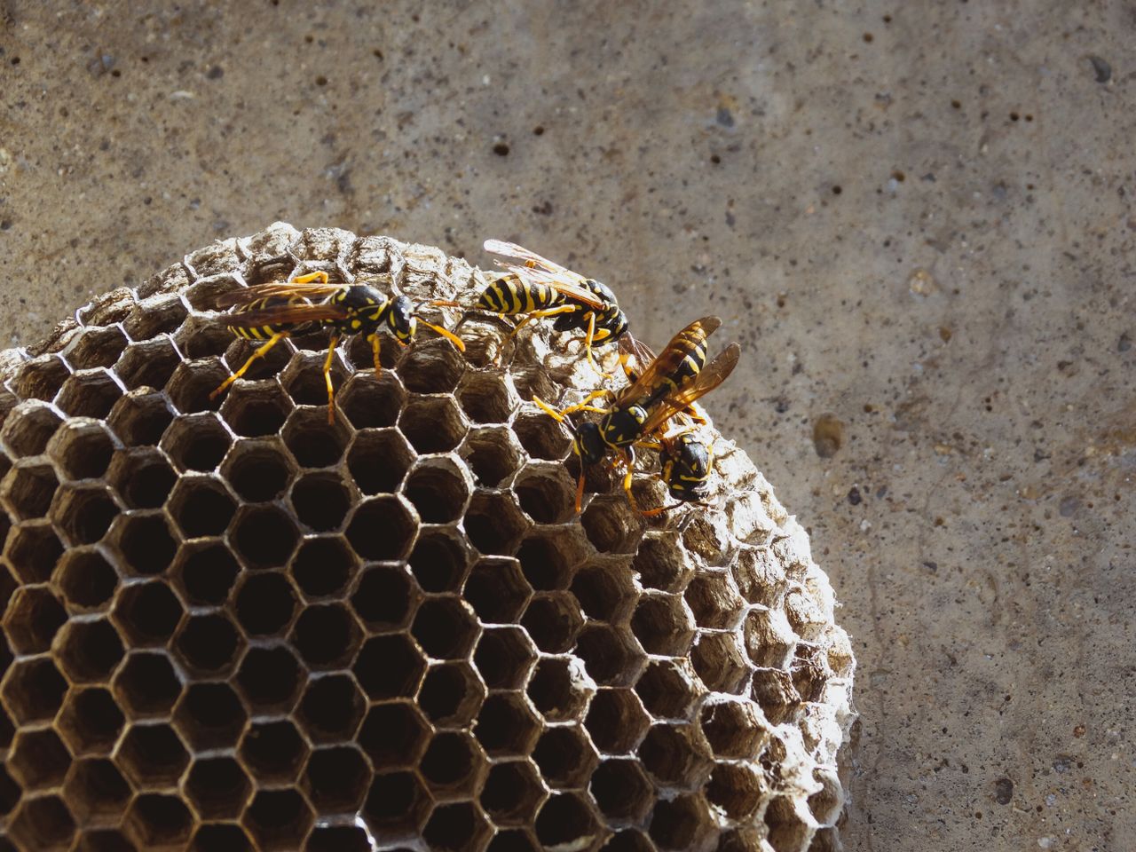 Preparing Ottawa Homes for Wasp Removal in Summer