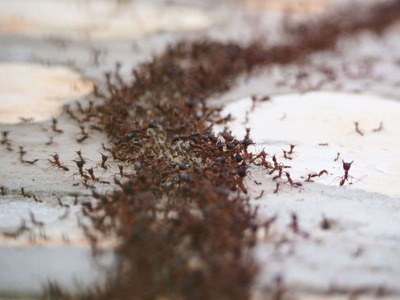 Why Ant Control in Ottawa Peaks Mid-Summer