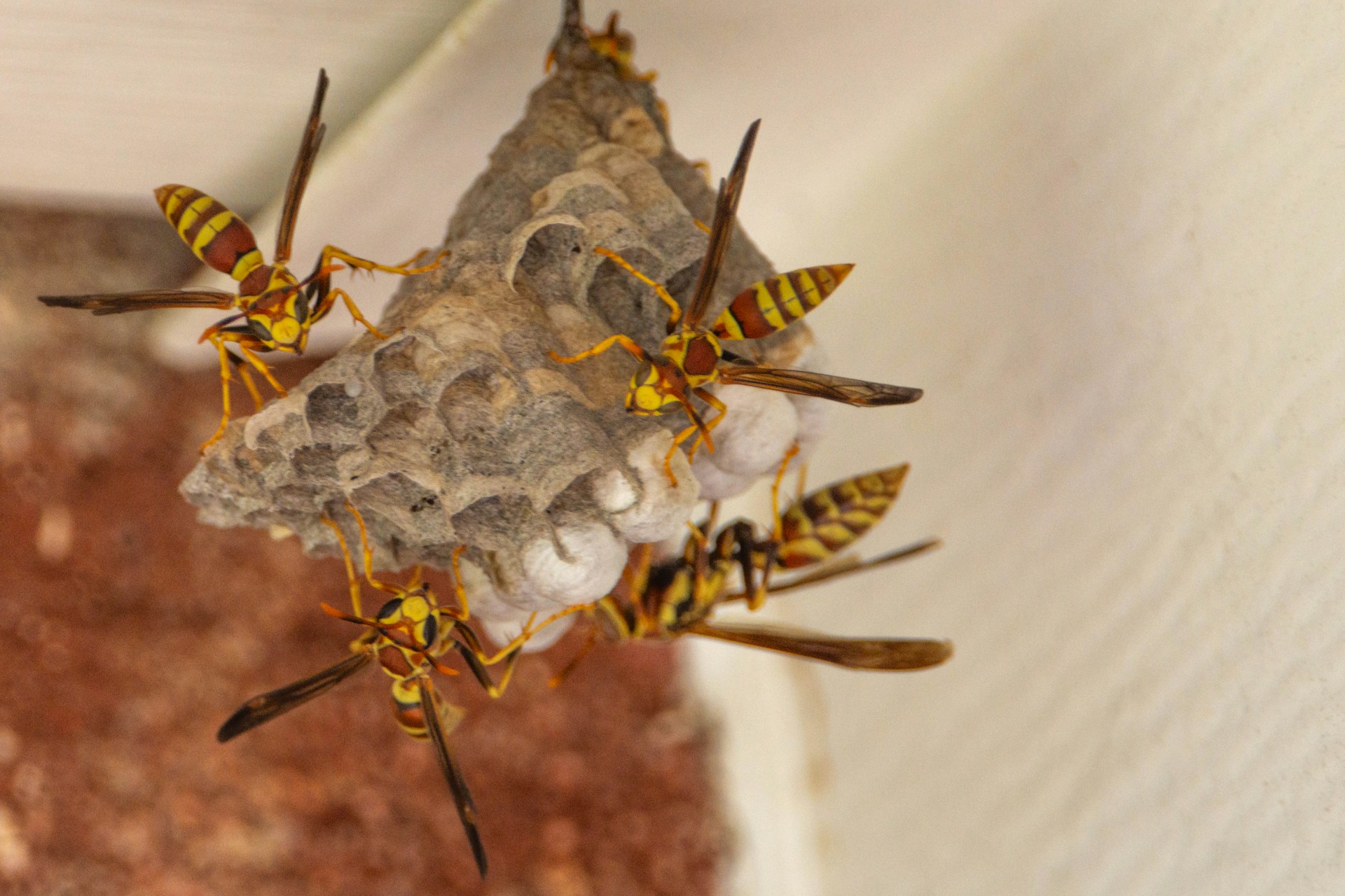 What Ottawa Pest Control Experts Say About Summer Pest Risks