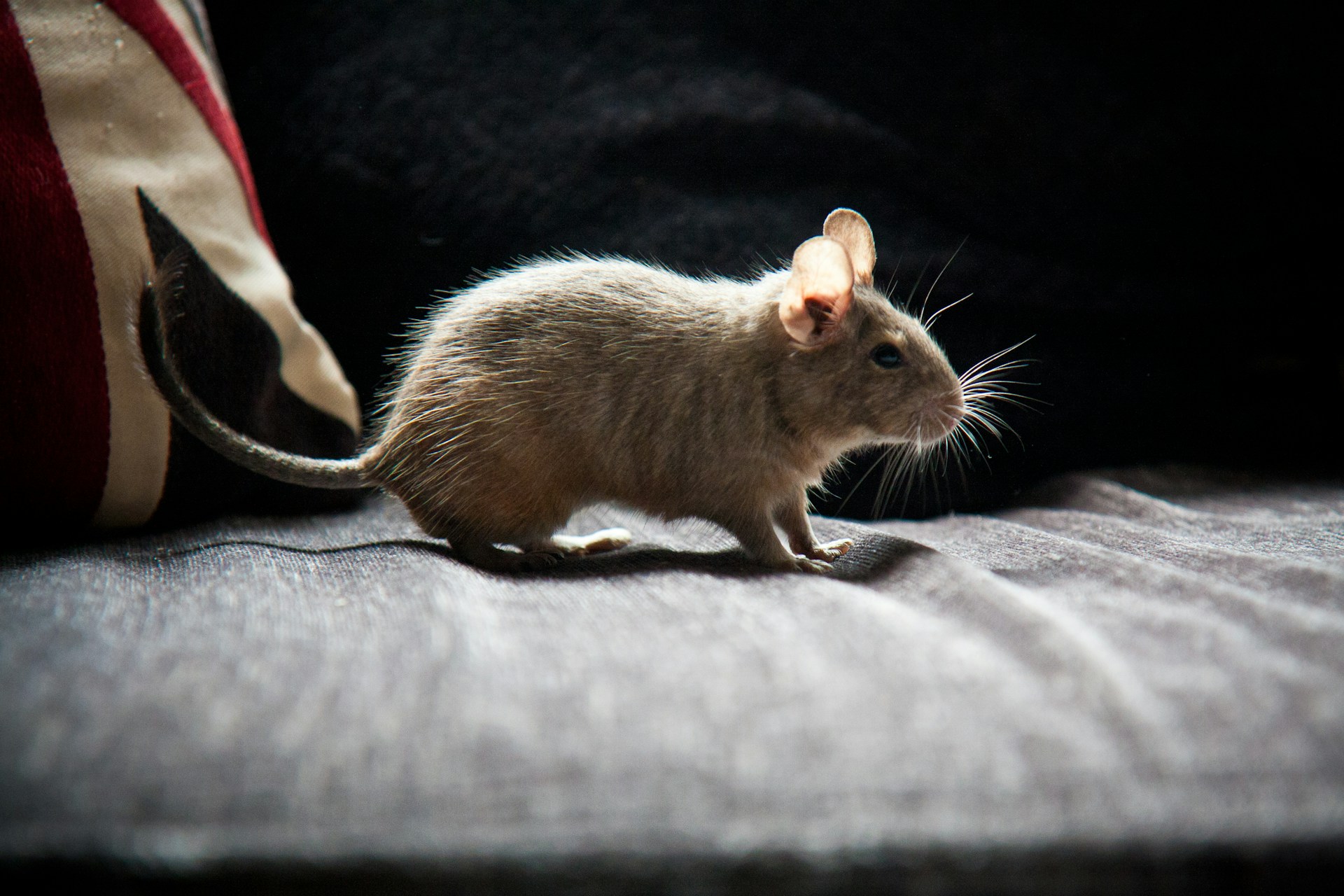 Key Summer Risks Behind Mice Infestations in Ottawa