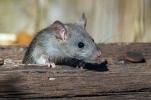 Rodent