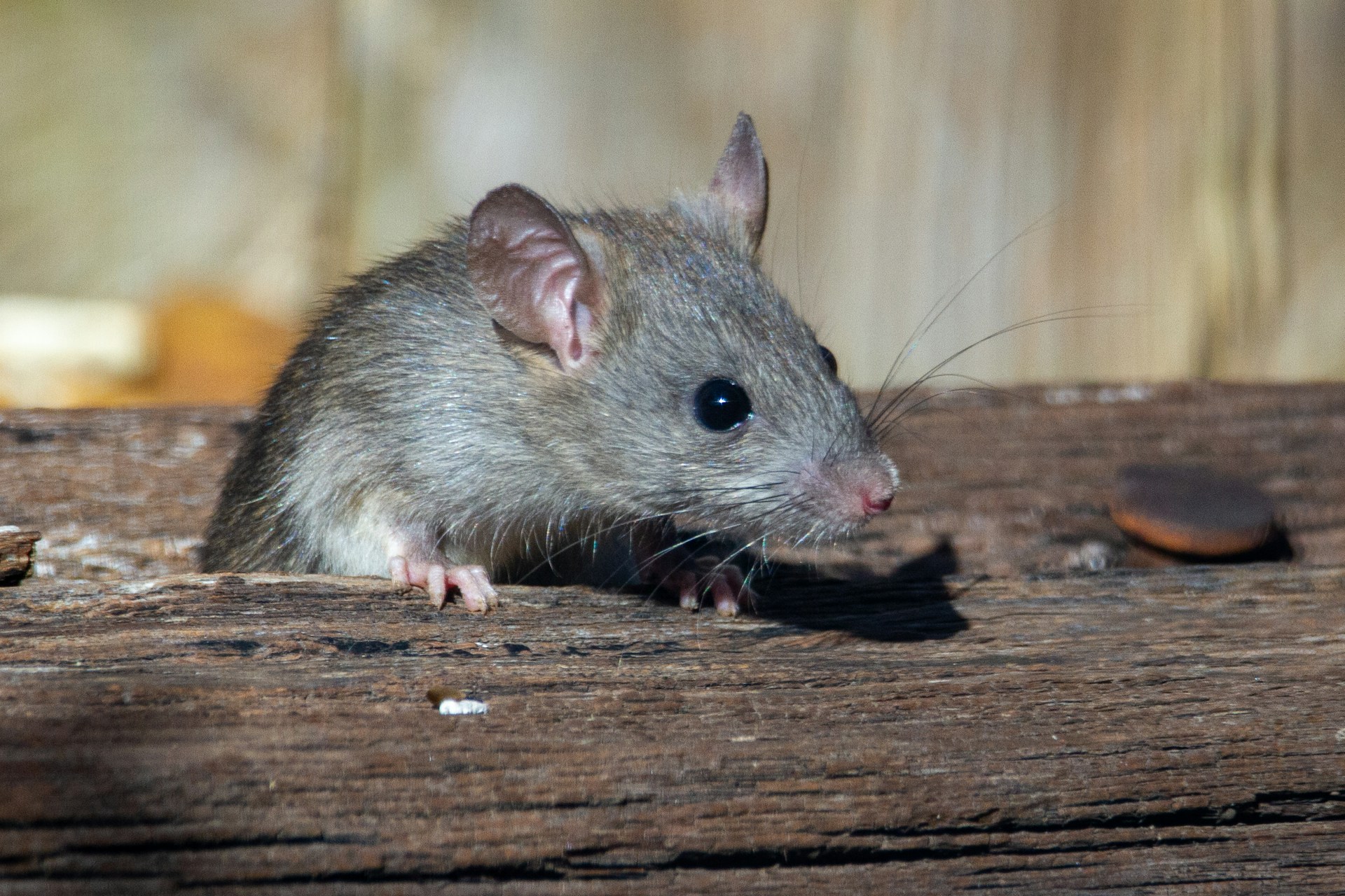 How Rodent Control in Ottawa Helps Before Fall Begins
