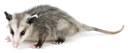 A Virginia opossum photographed close up, used on the GO! Pest Control pest library page
